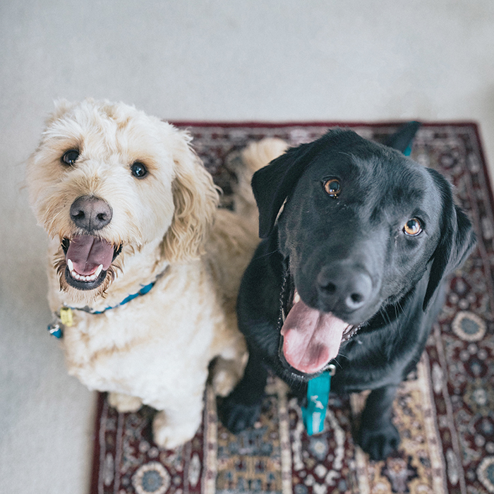 Pet friendly rentals in demand Wendell Property