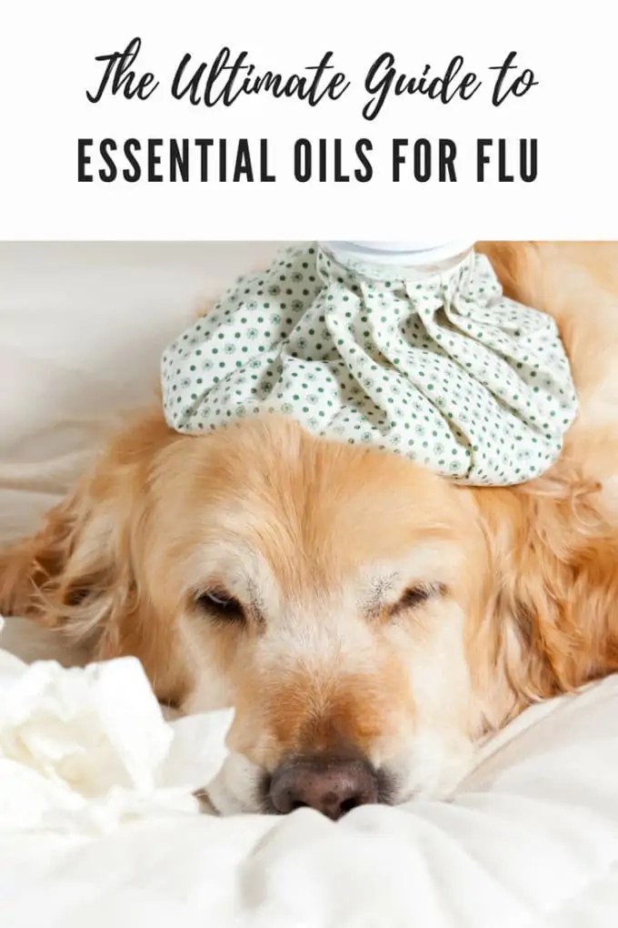 Essential Oils for Flu The Ultimate Guide to Essential Oils for the Flu