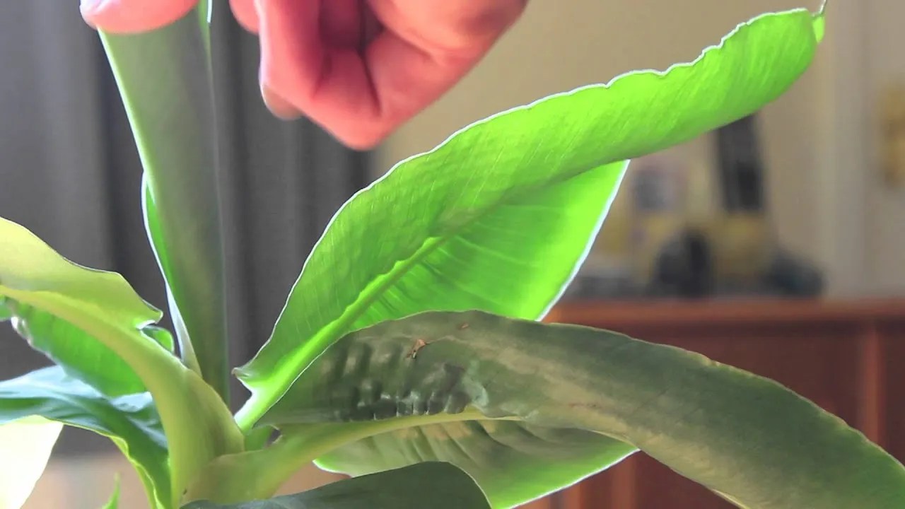 Do Banana Trees Like Coffee Grounds