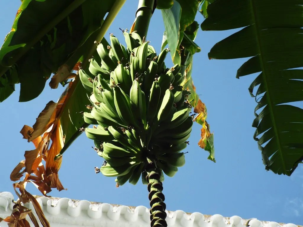 Do You Need Two Banana Trees To Produce Fruit