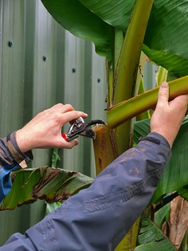 How To Remove Banana Trees