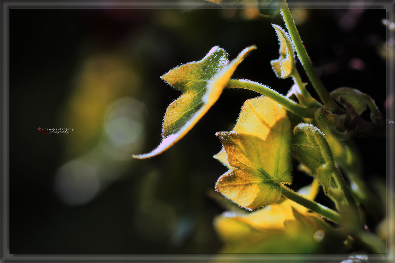 【海外詩粹】寒山老藤新詩精選《斷片》 WePoetry