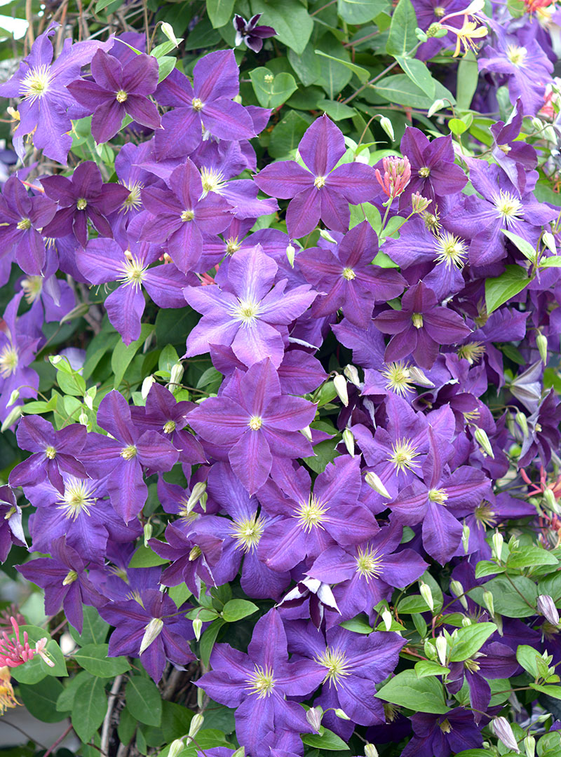 Wholesale Clematis Milwaukee Clematis Planting & Pruning Midwest