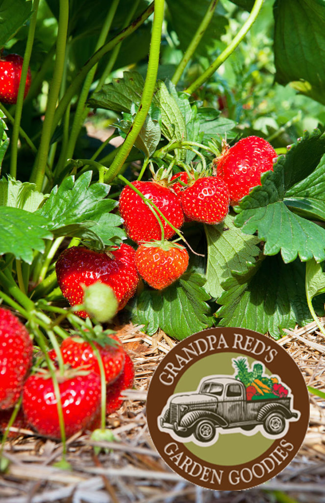 Wholesale Vegetable Plants Wisconsin Garden Center Suppliers Chicago