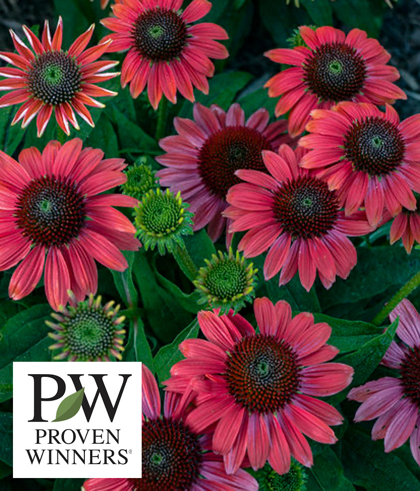 Proven Winners Wholesale Wisconsin Wholesale Nursery Green Bay