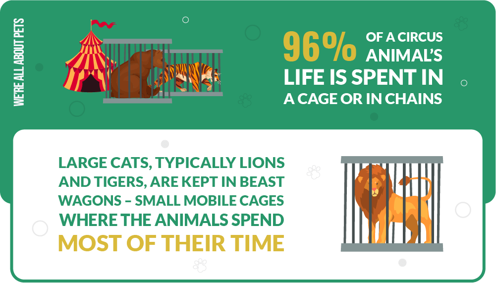 55 Powerful Circus Animal Abuse Statistics We're All About Pets