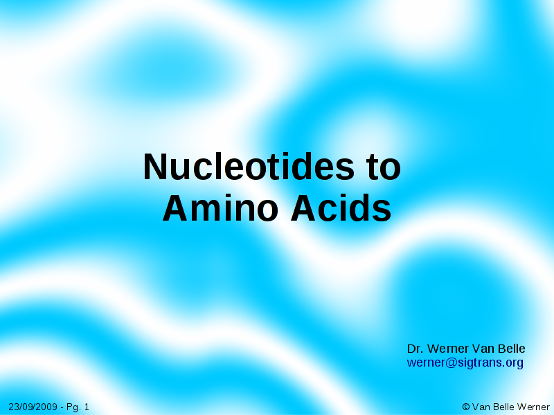 Nucleotides to Amino Acids