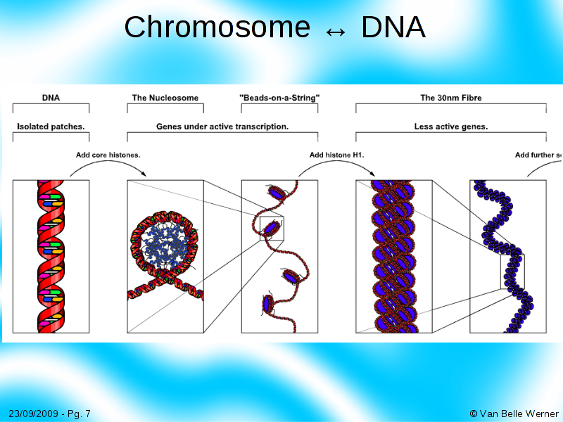 Nucleotides to Amino Acids