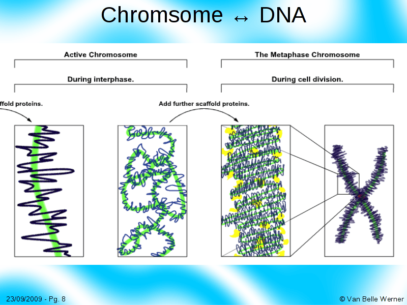 Nucleotides to Amino Acids