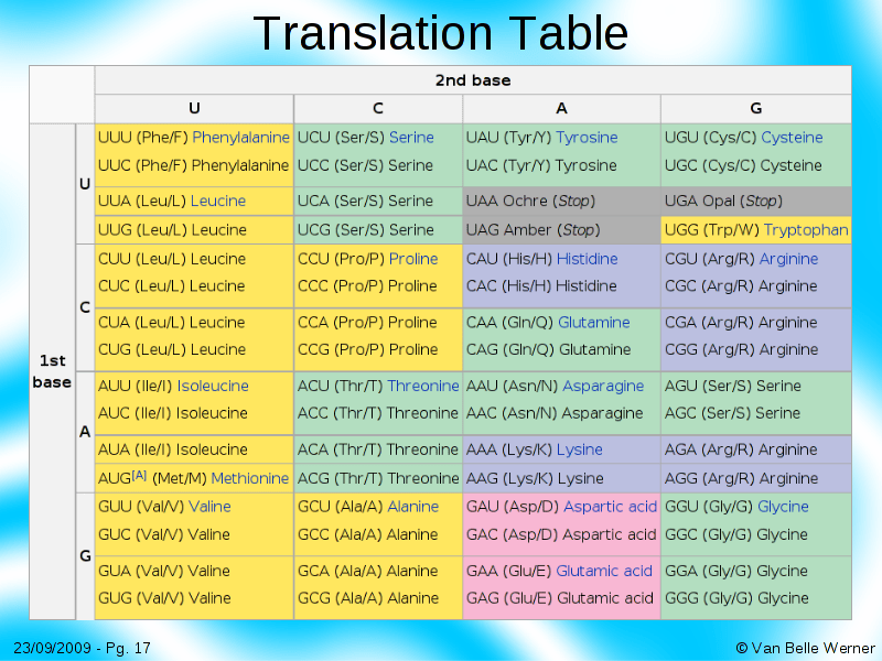 Nucleotides to Amino Acids
