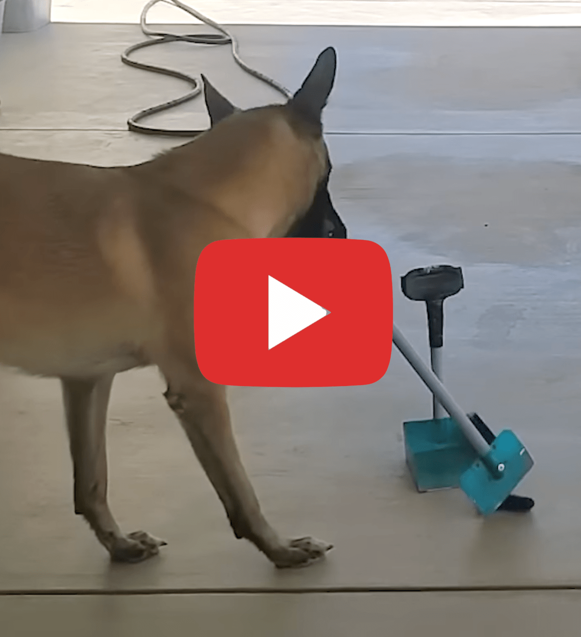 Dogs Pick Up Their Own Poop? We Scoop Chico