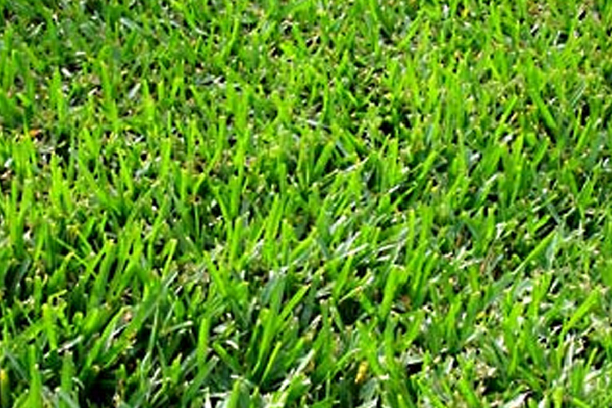 Crowne Zoysia in Tyler, TX All Natural Stone & Grass