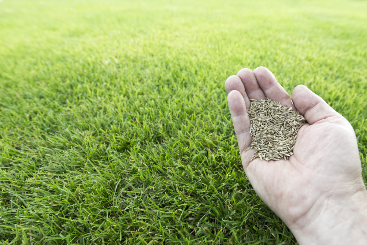 Best Grass Seed For Domestic Lawn at Stacy Alvarez blog