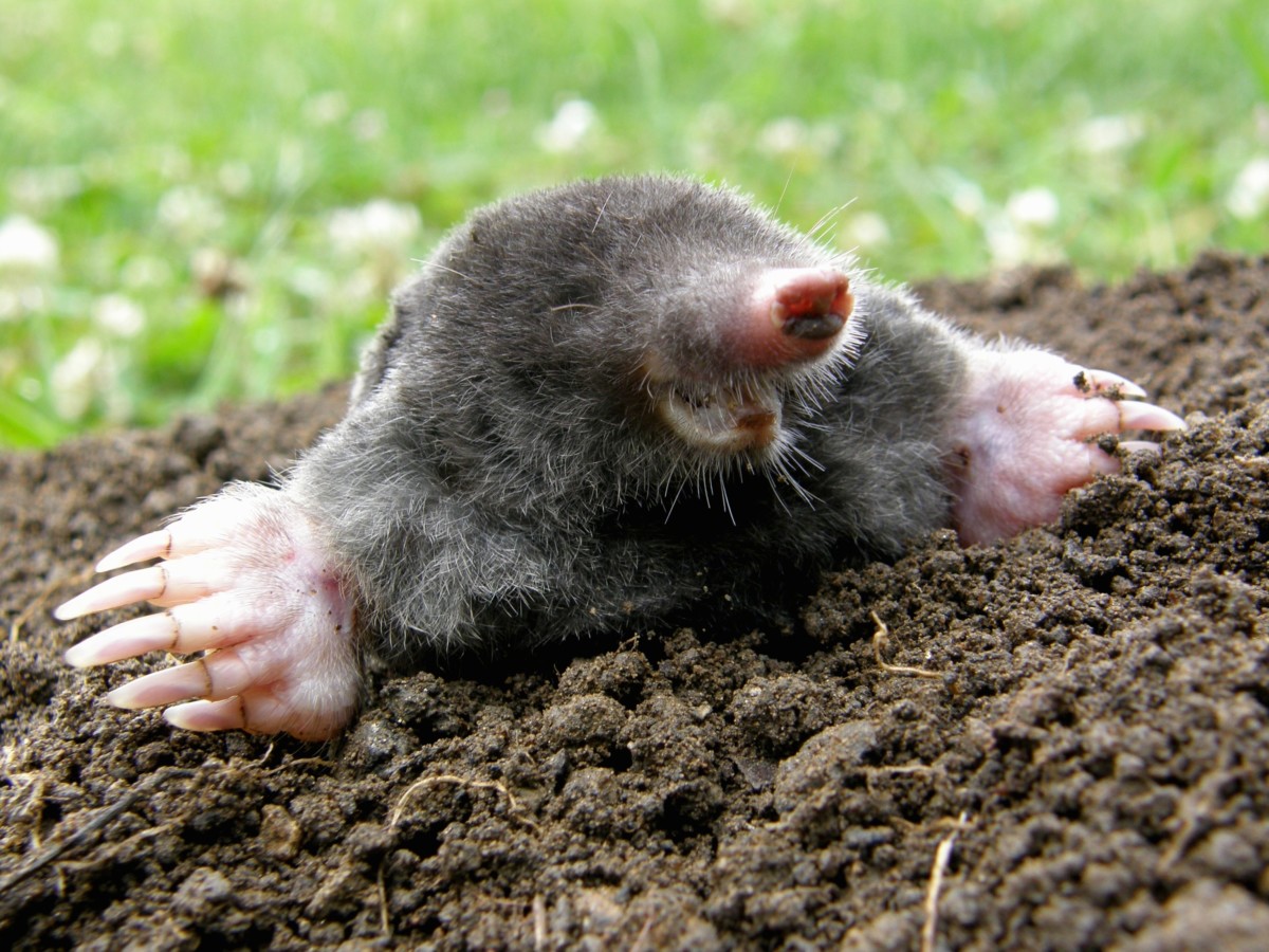 How Do You Get Rid Of Dog Moles