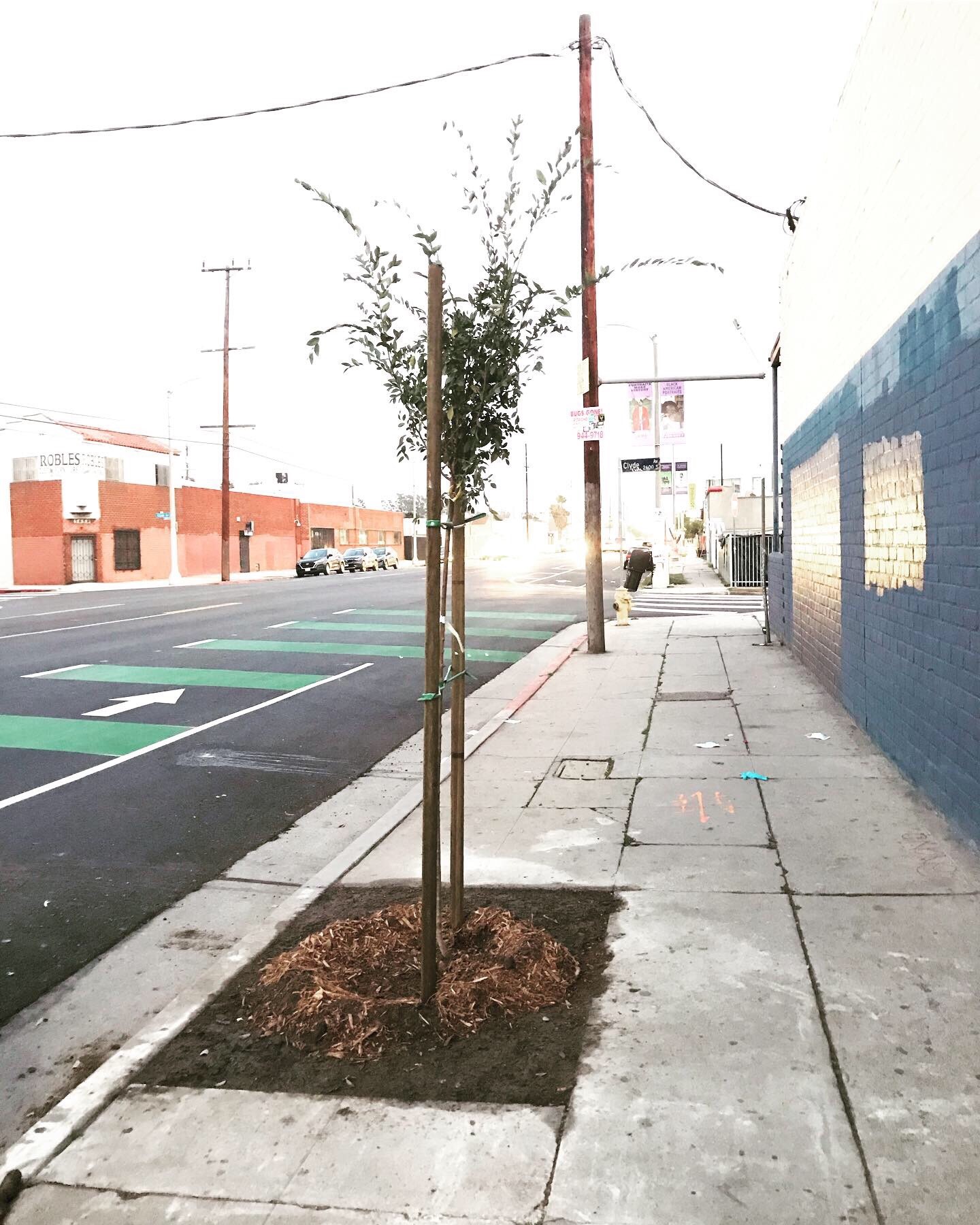 Tree Project West Adams Neighborhood Council