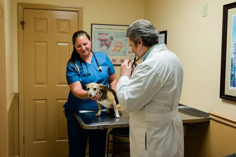 Hospital Tour Westside Animal Hospital