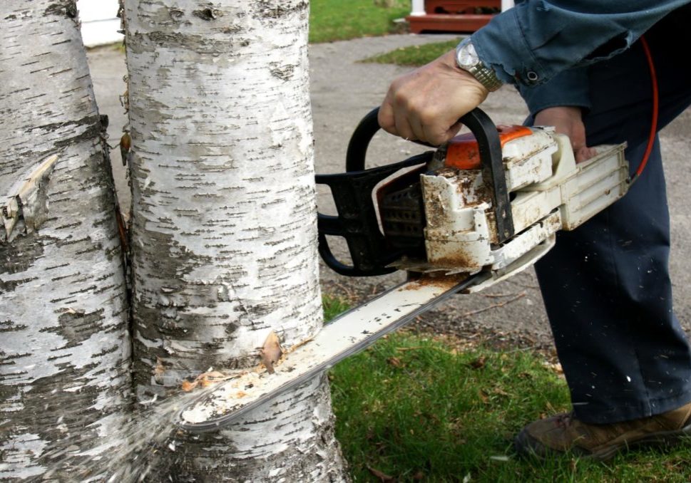 Tree Removal Westchester Tree Service Pros