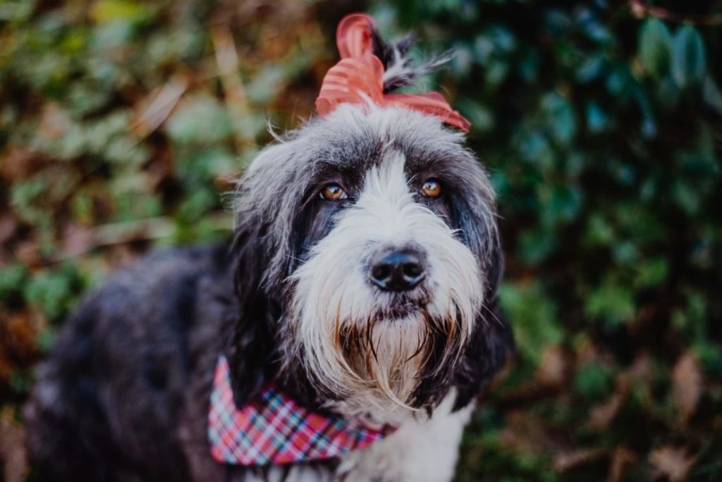 West Cork Animal Welfare Group