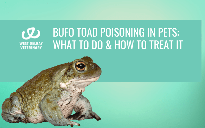 Bufo Toad Poisoning In Pets What To Do & How To Treat It West Delray