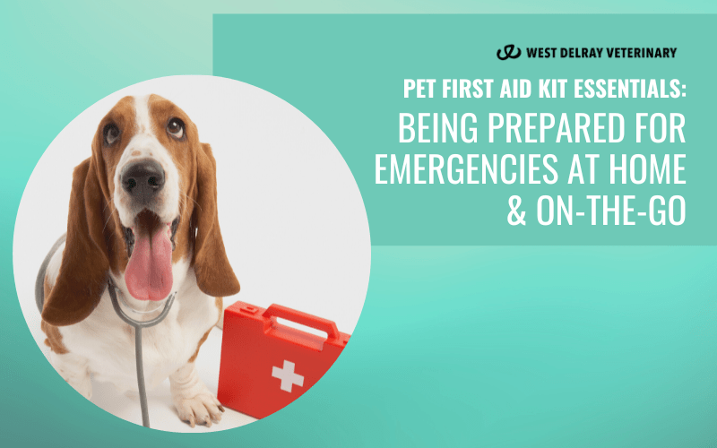 Pet First Aid Kit Essentials Being Prepared For Emergencies At Home