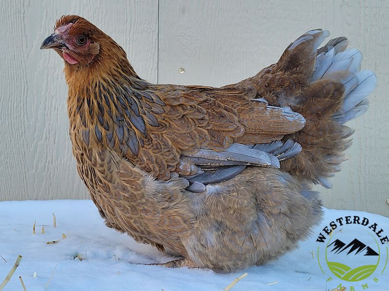Blue Partridge Wyandotte Westerdale Farms