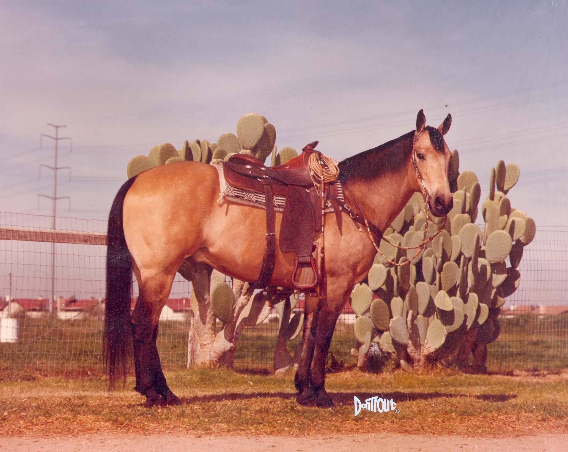 Große American Quarter Horses Expensive Hobby Western Journal