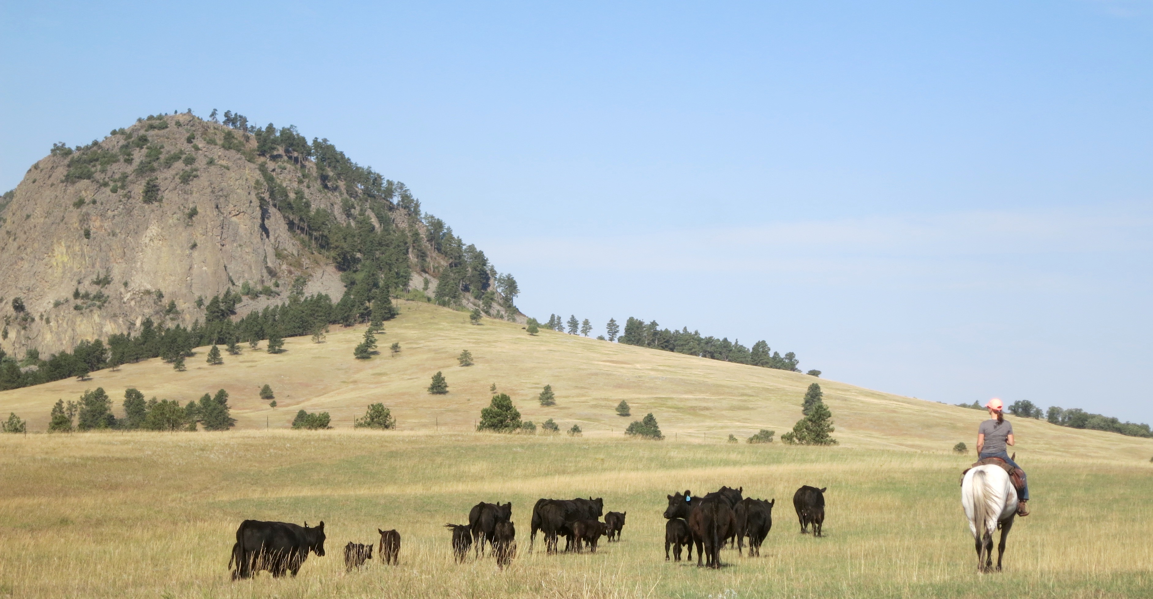 Lust auf Ranchurlaub? Hier ein Reisebericht über die New Haven Ranch in Wyoming Western Journal