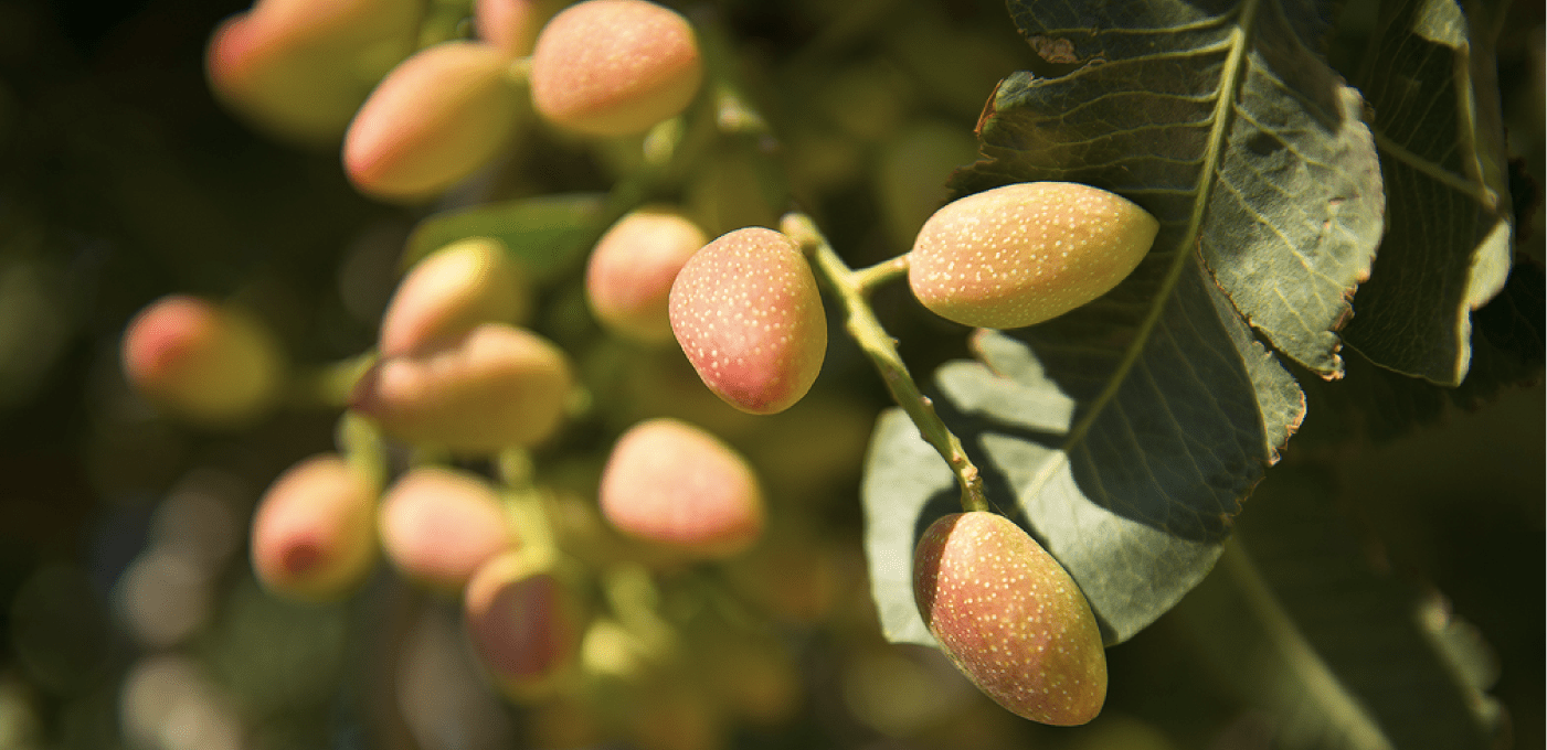 Western Ag Enterprises Experts in the business of farming