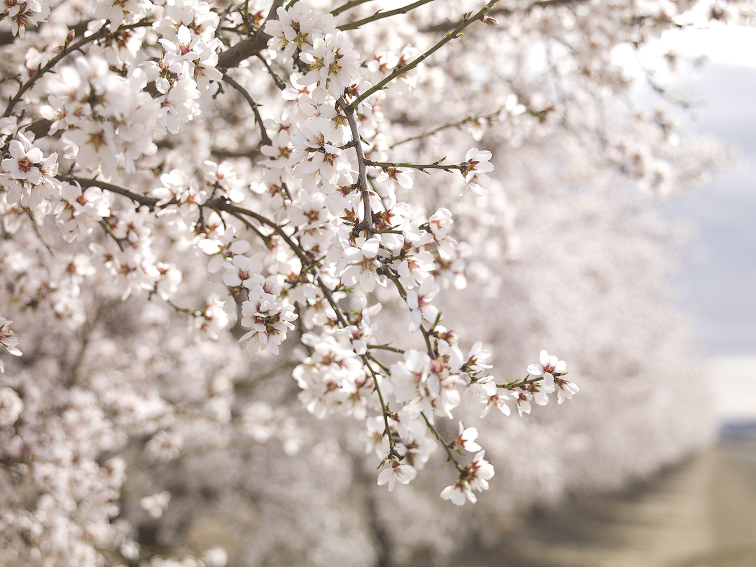 Western Ag Enterprises Experts in the business of farming