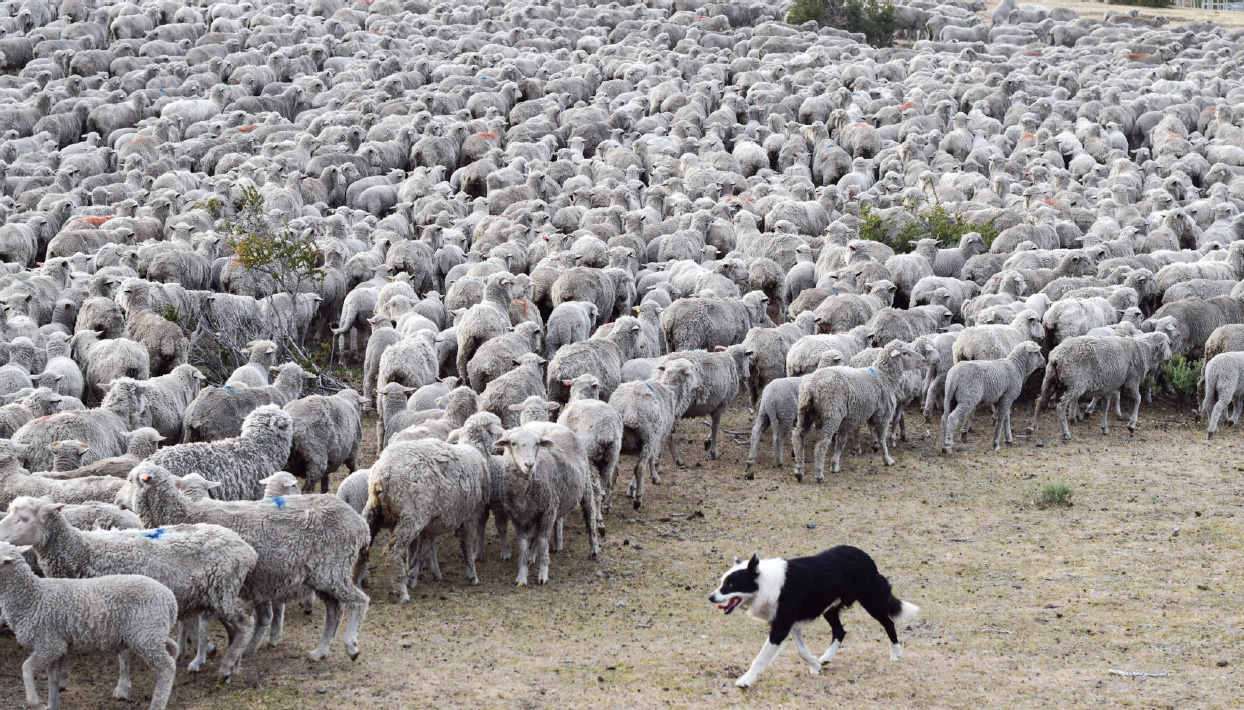 Raising Sheep in Patagonia Western Confluence