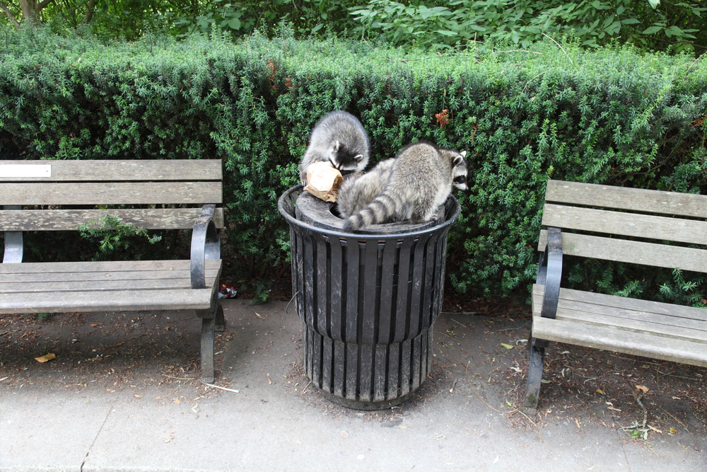 Animal proof garbage Western Elite