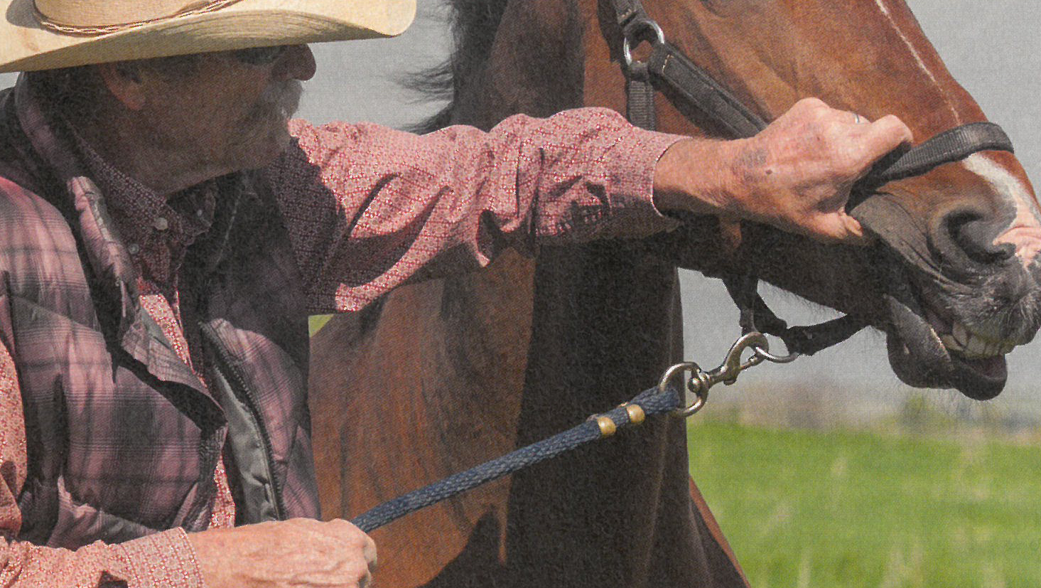 Get a Grip Tips to Restrain a Horse Western Horseman