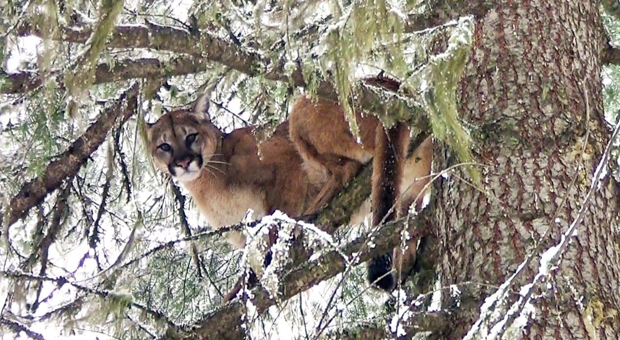 Mountain Lion Hunting How, Why, When, and Where Western Hunter