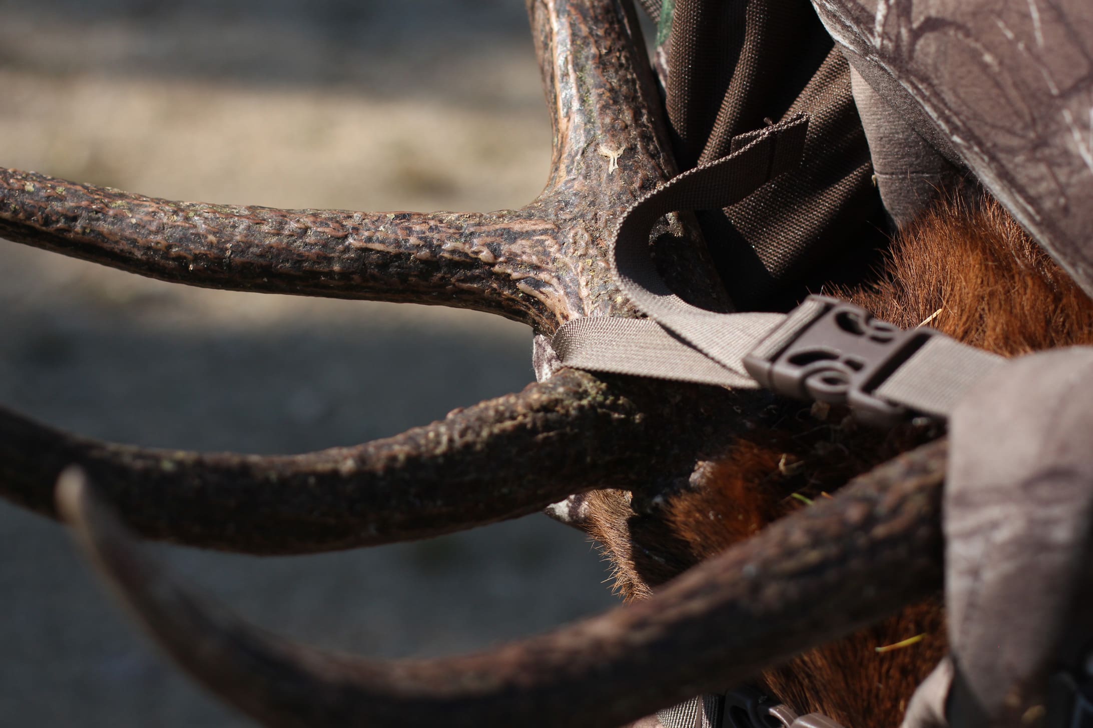 A Guide to More Comfortable Hunting Packs Western Hunter