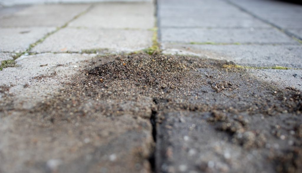 Benefits & Drawbacks of Using Polymeric Sand on Your Hardscape