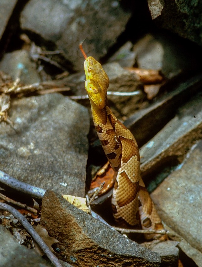 Copperhead — Venomous and Endangered Snakes in Western Massachusetts