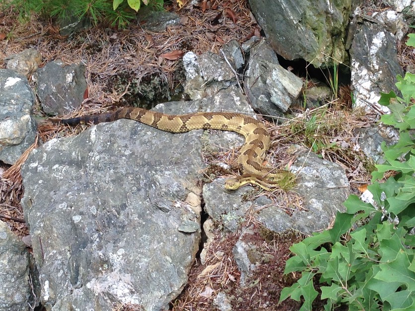A RATTLESNAKE ISLAND IN QUABBIN RESERVOIR? Snakes in Western
