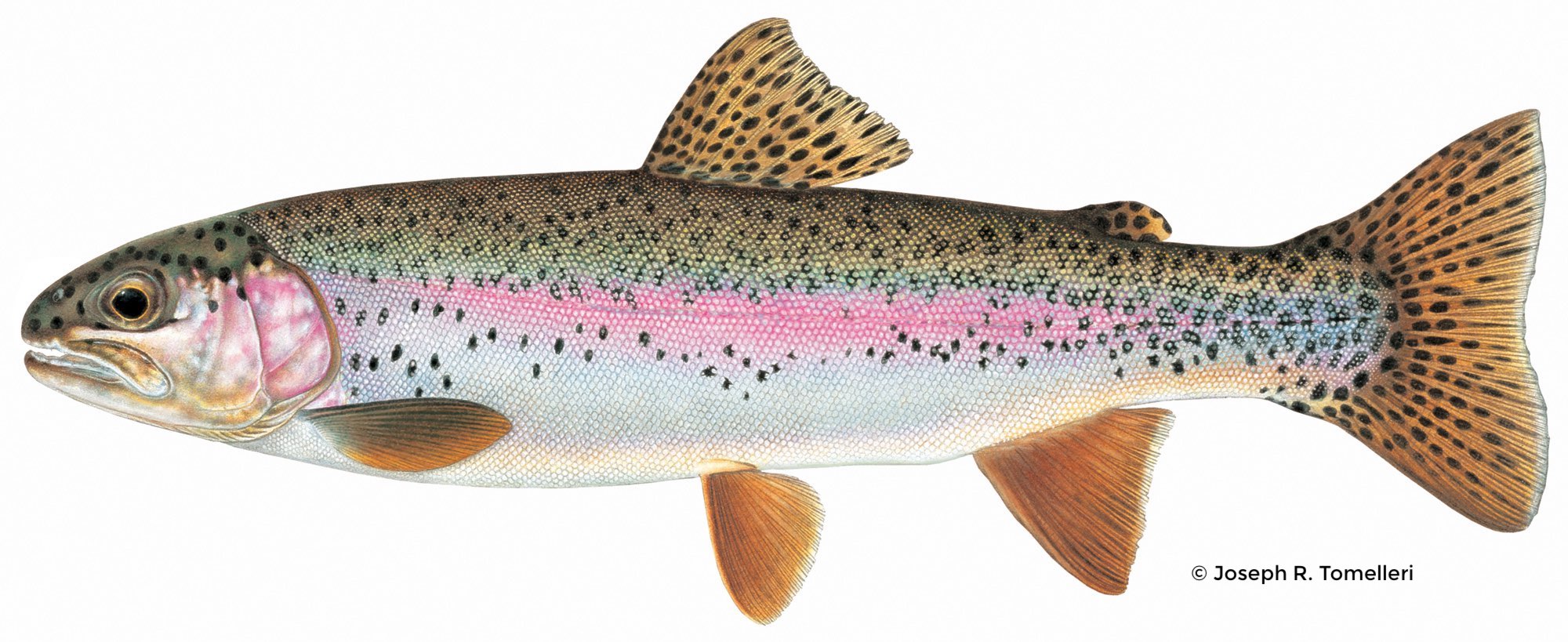 Alaskan Rainbow Trout Western Native Trout Initiative
