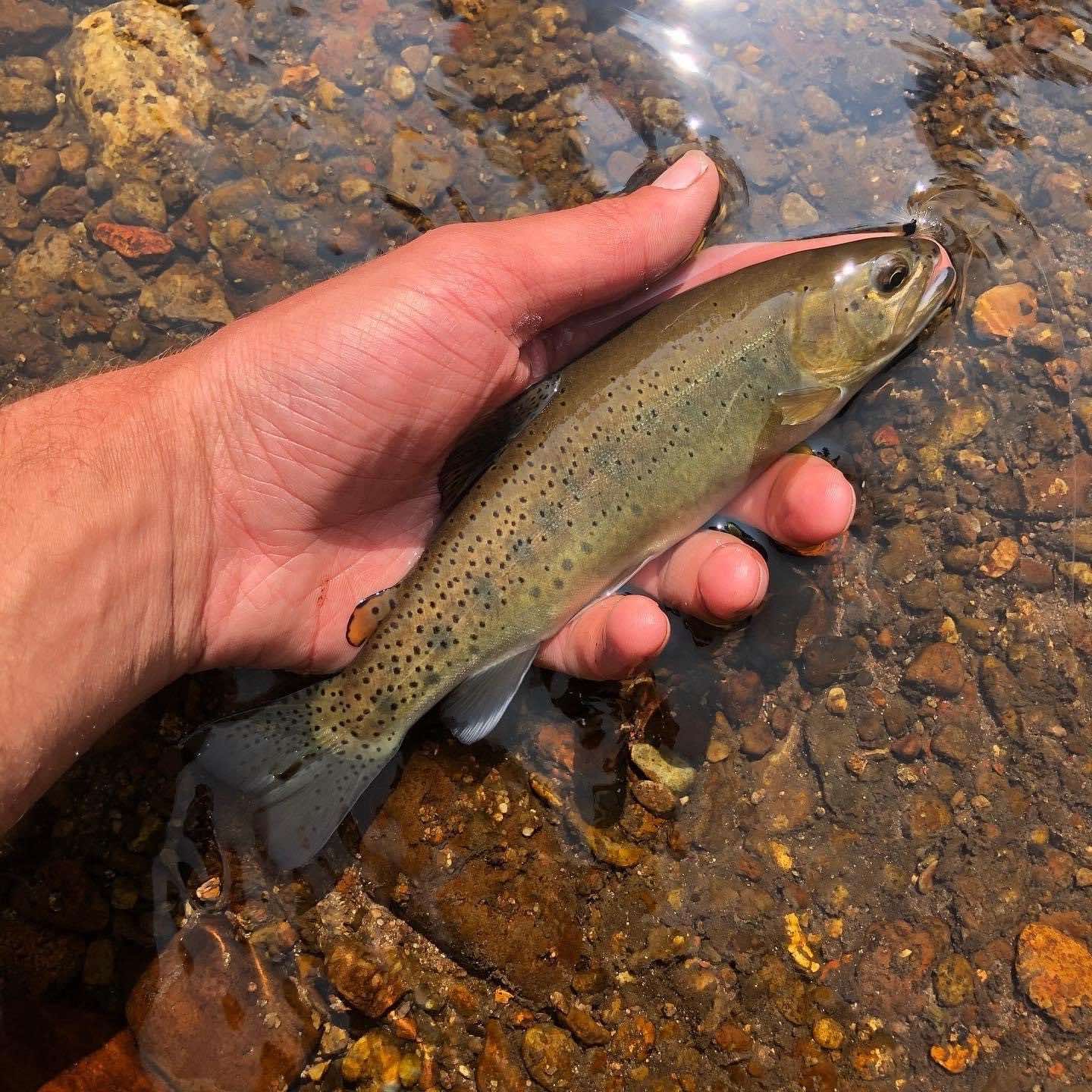 Apache Trout Western Native Trout Initiative