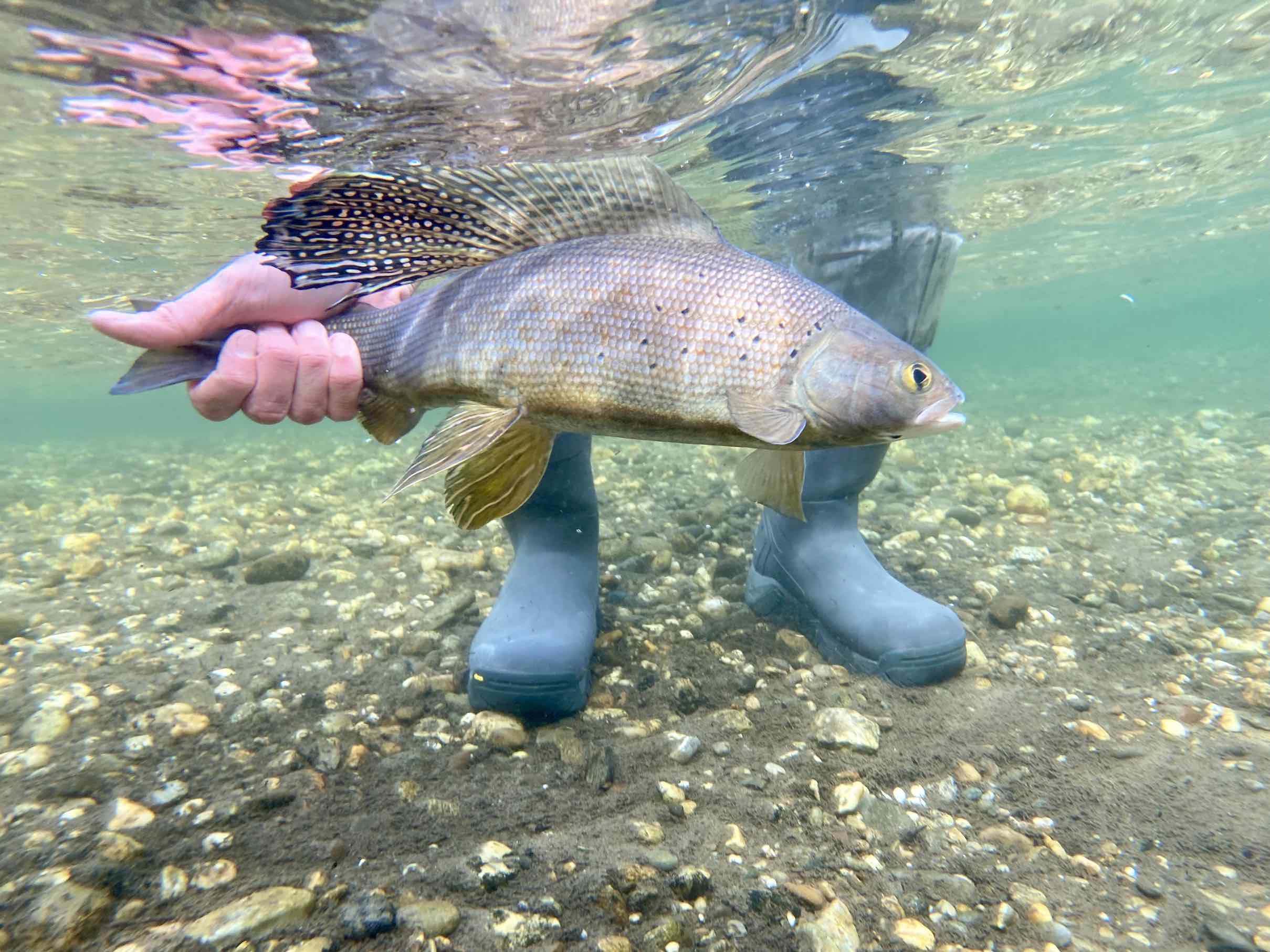 Arctic Grayling Western Native Trout Initiative