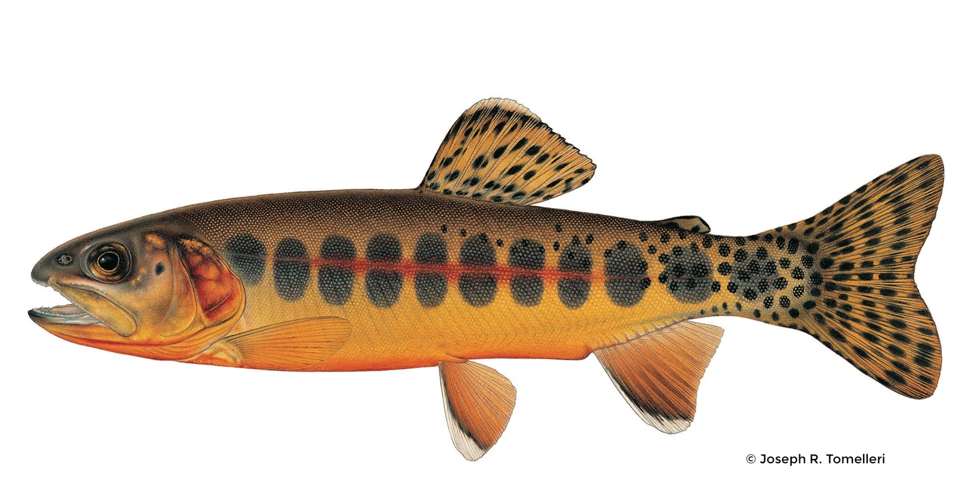 California Golden Trout Western Native Trout Initiative