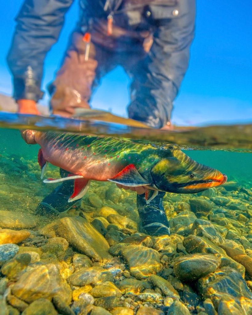 Dolly Varden Western Native Trout Initiative