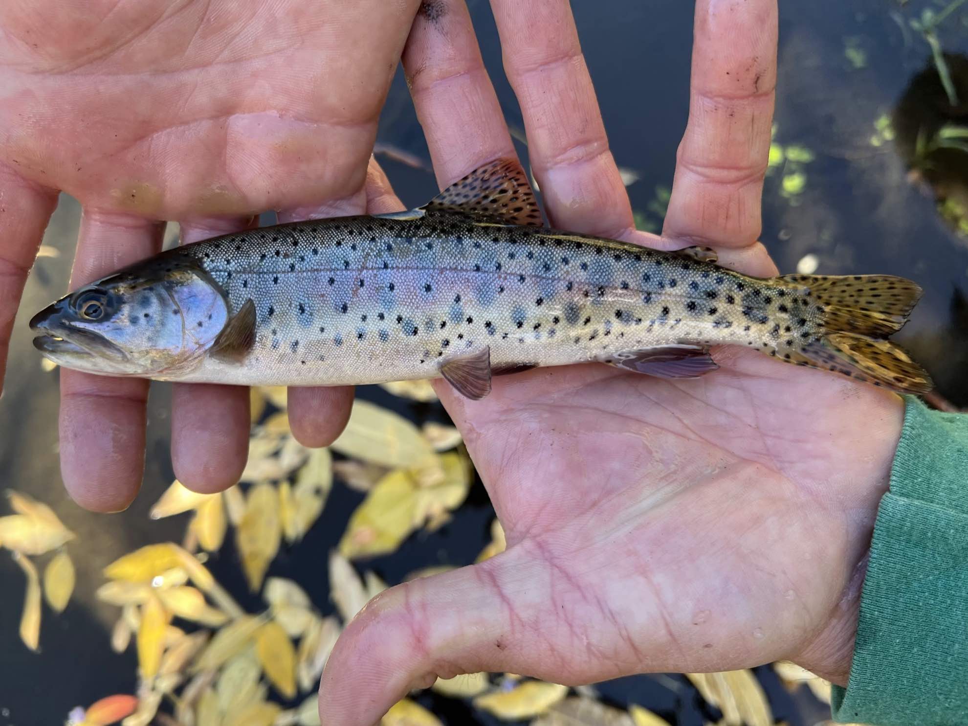 Lahontan Cutthroat Trout Western Native Trout Initiative