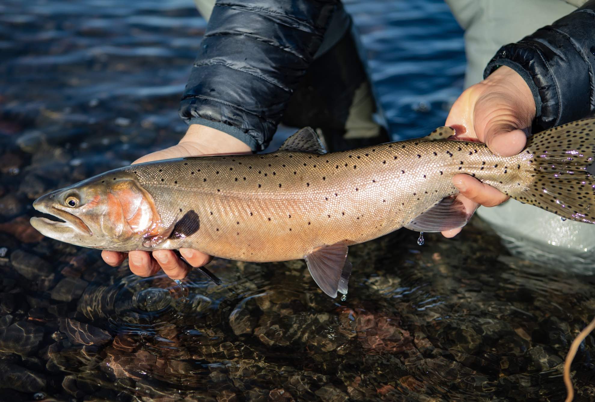 Lahontan Cutthroat Trout Western Native Trout Initiative