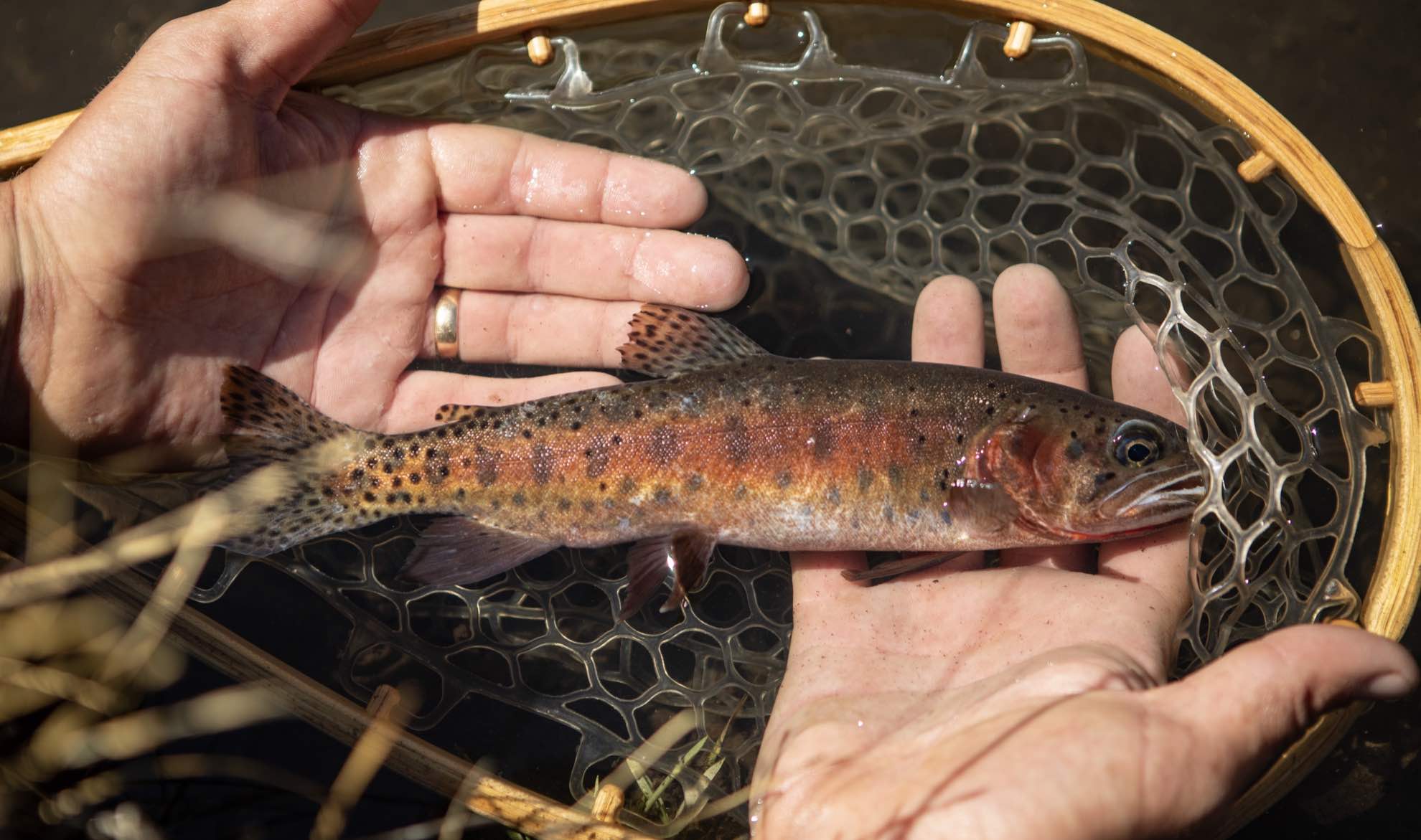 Lahontan Cutthroat Trout Western Native Trout Initiative
