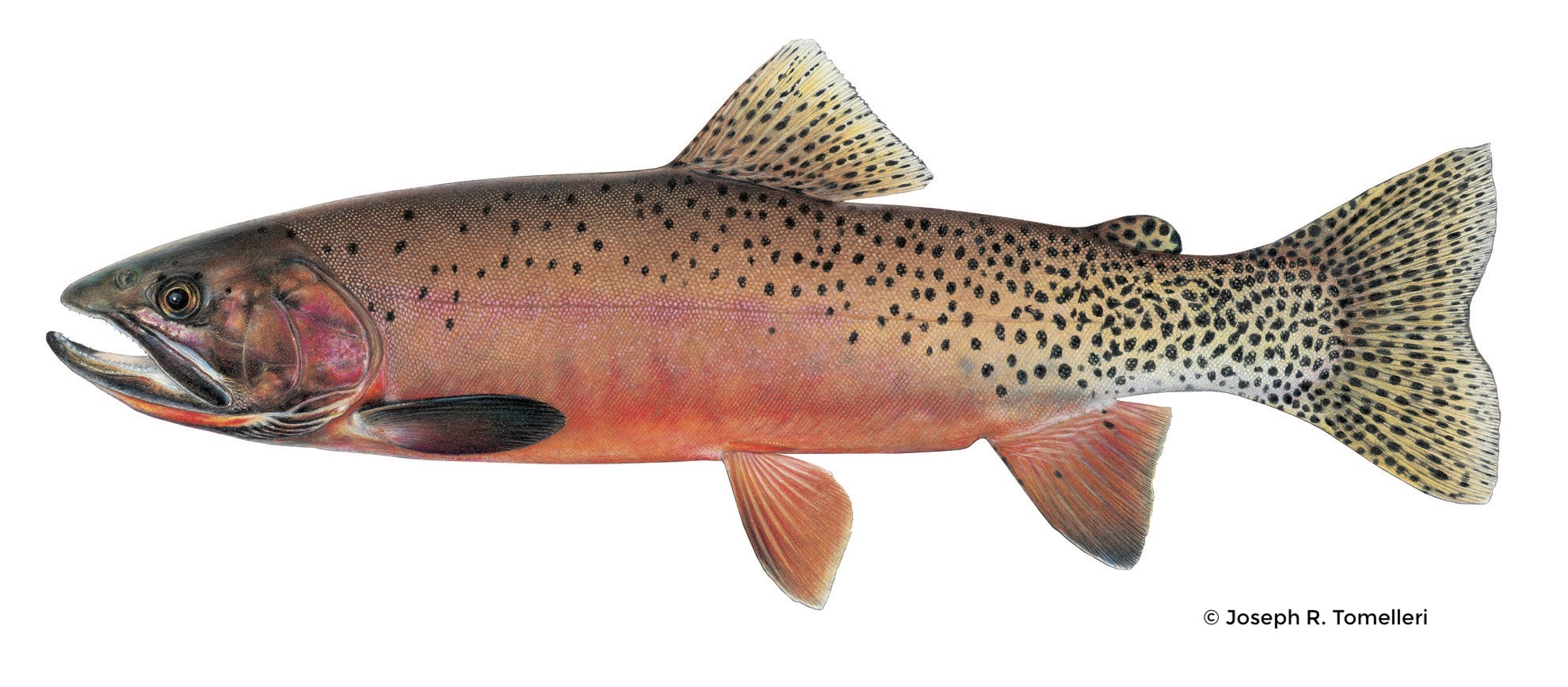 Westslope Cutthroat Trout Western Native Trout Initiative