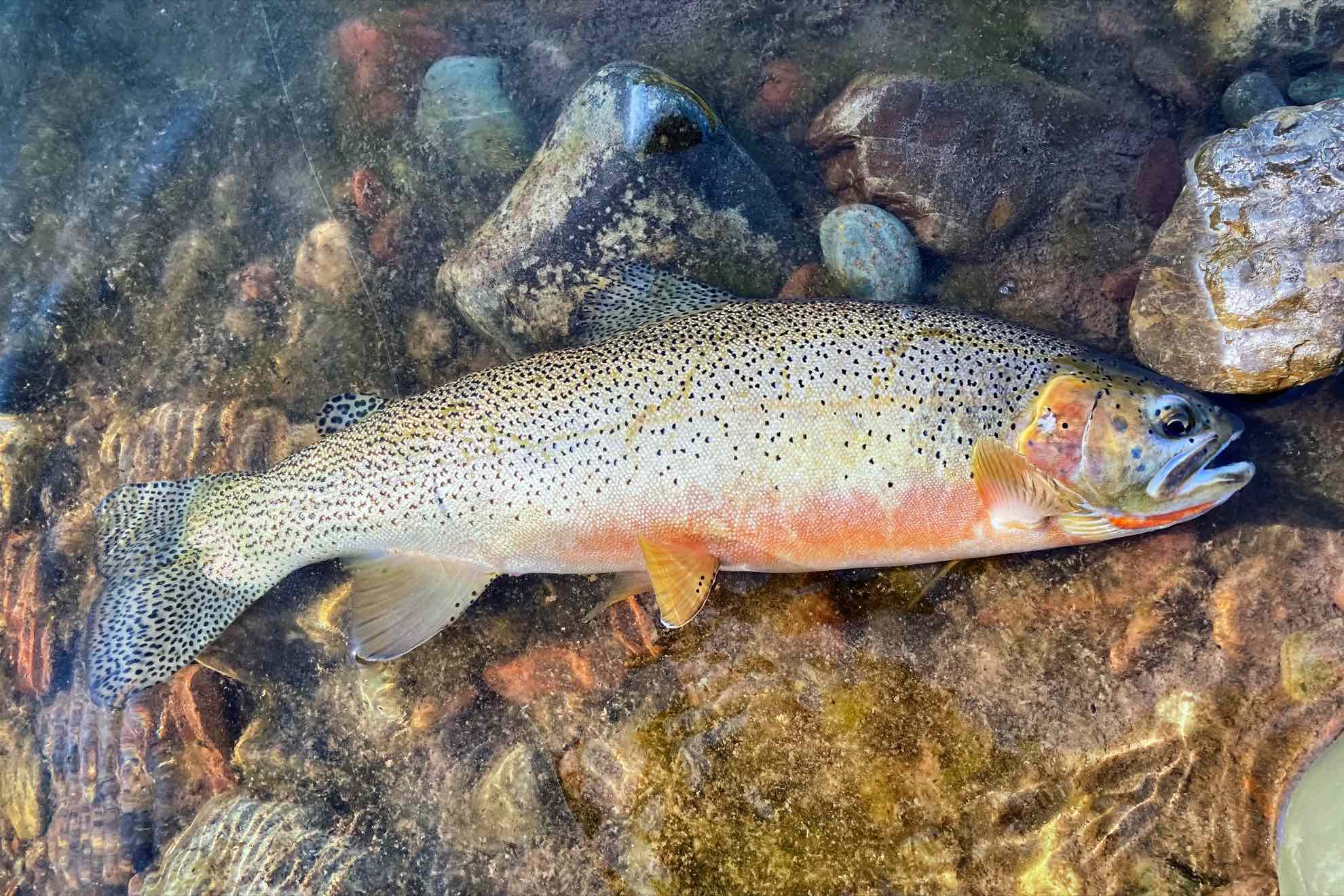 Westslope Cutthroat Trout – Western Native Trout Initiative