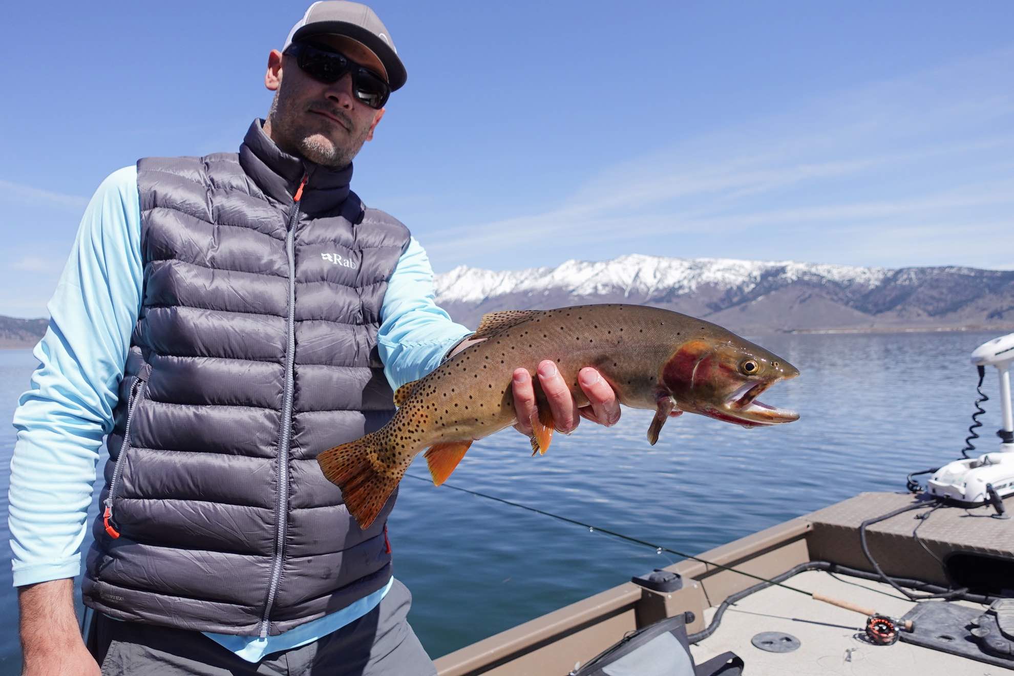 Yellowstone Cutthroat Trout Western Native Trout Initiative