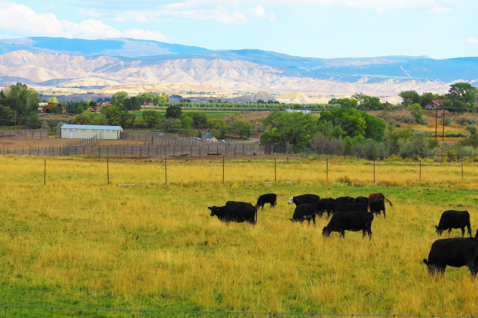 Shaffer Real Estate Shaffer Real Estate