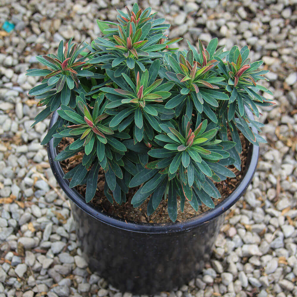 Euphorbia 'Tiny Tim' Dwarf Martin's Spurge Western Star Nursery